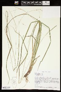 Carex debilis var. rudgei image