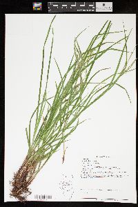 Carex debilis var. rudgei image