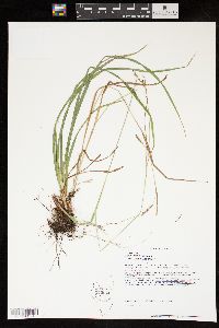 Carex debilis var. rudgei image