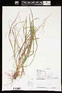 Carex debilis var. rudgei image