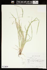 Carex deweyana image