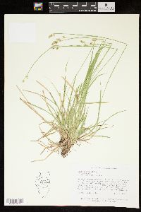 Carex deweyana image