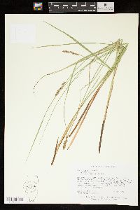 Carex diandra image