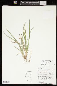 Carex digitalis var. digitalis image