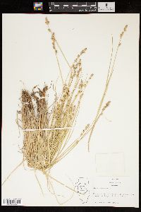 Carex canescens var. disjuncta image