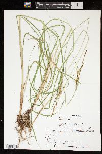 Carex emoryi image