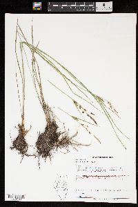 Carex emoryi image