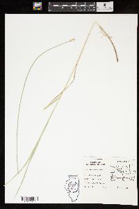 Carex festucacea image