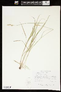 Carex festucacea image