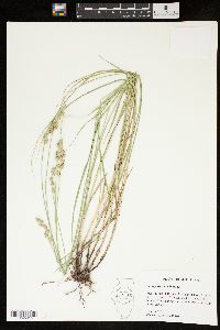 Carex festucacea image