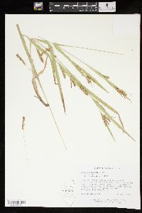 Carex flaccosperma image