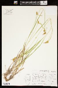 Carex flava image