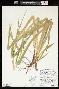 Carex folliculata image