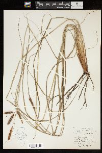 Carex glaucescens image