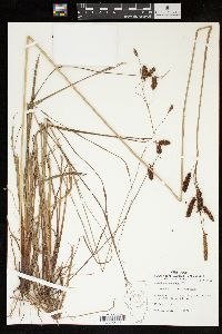 Carex glaucescens image