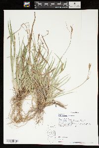 Carex glaucodea image