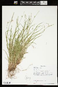 Carex gracilescens image