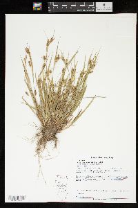 Carex granularis var. haleana image