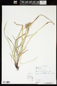 Carex grayi image