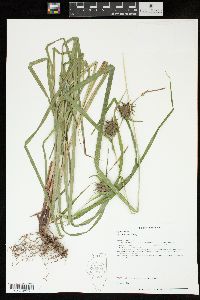 Carex grayi image