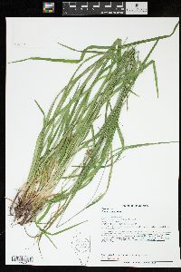 Carex grisea image