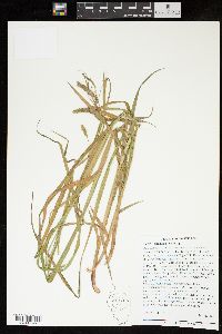 Carex gynandra image