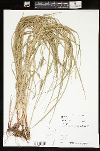 Carex hirta image