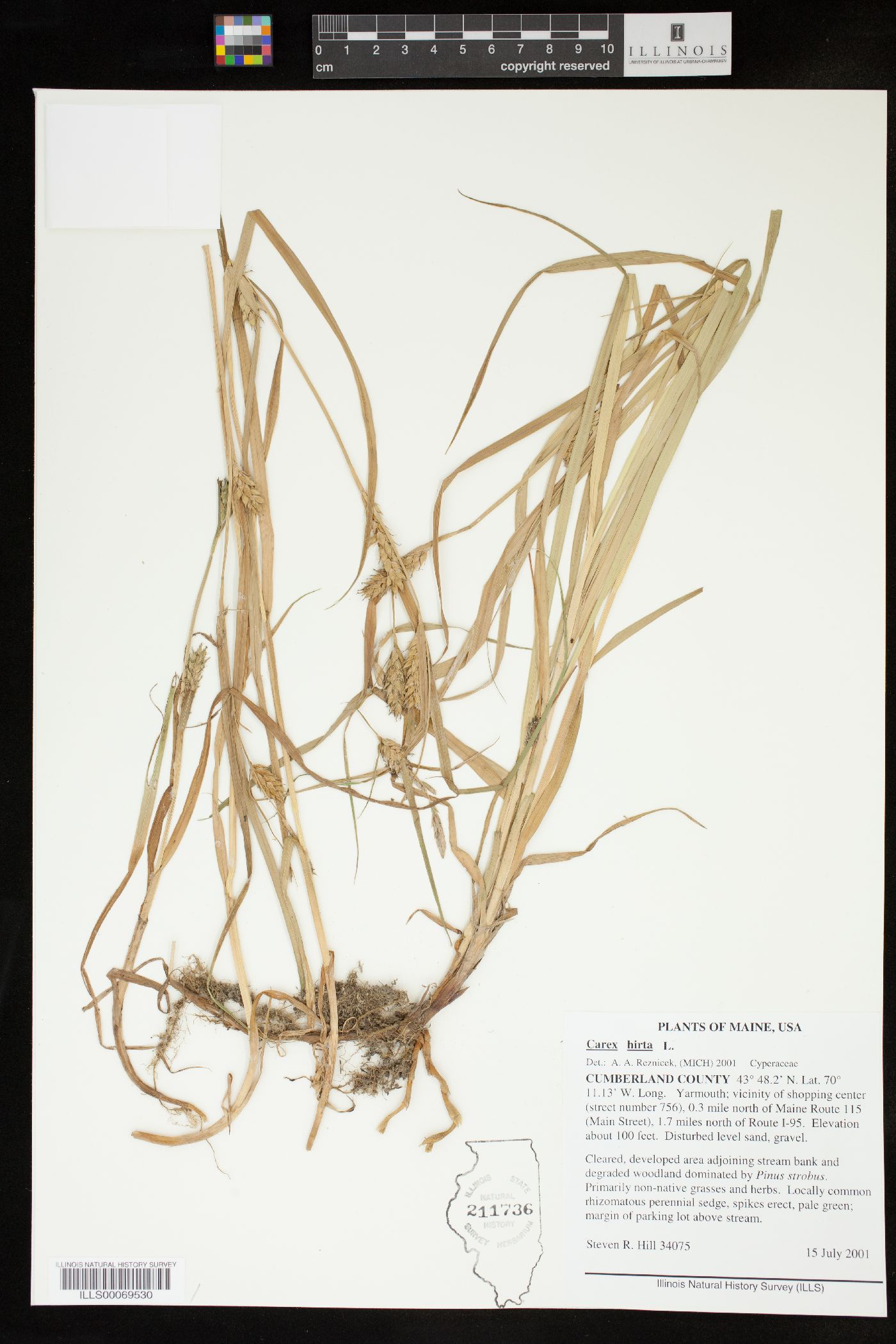 Carex hirta image