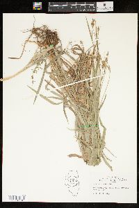 Carex hirtifolia image