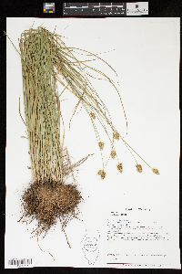 Carex hoodii image