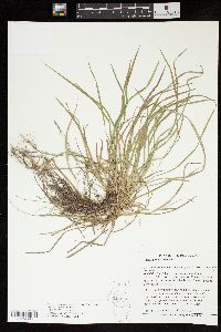 Carex jamesii image