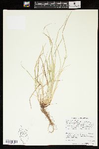 Carex jamesii image