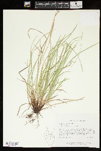 Carex jamesii image