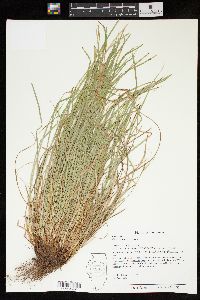 Carex jamesii image