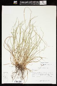 Carex jamesii image