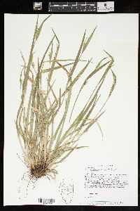 Carex kraliana image