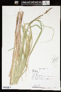 Carex lacustris image