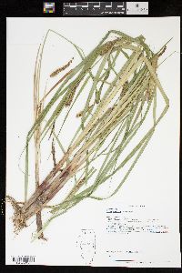 Carex lacustris image