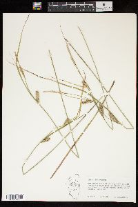 Carex lasiocarpa image