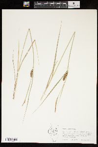 Carex lasiocarpa image