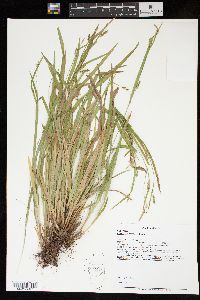 Carex laxiculmis image