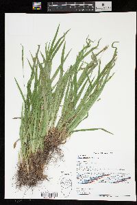 Carex laxiculmis image