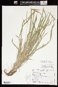 Carex laxiculmis var. copulata image