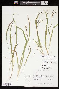 Carex laxiculmis var. copulata image