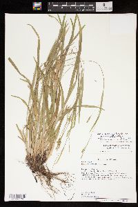 Carex laxiculmis image