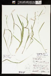 Carex laxiculmis image