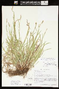 Carex laxiculmis image