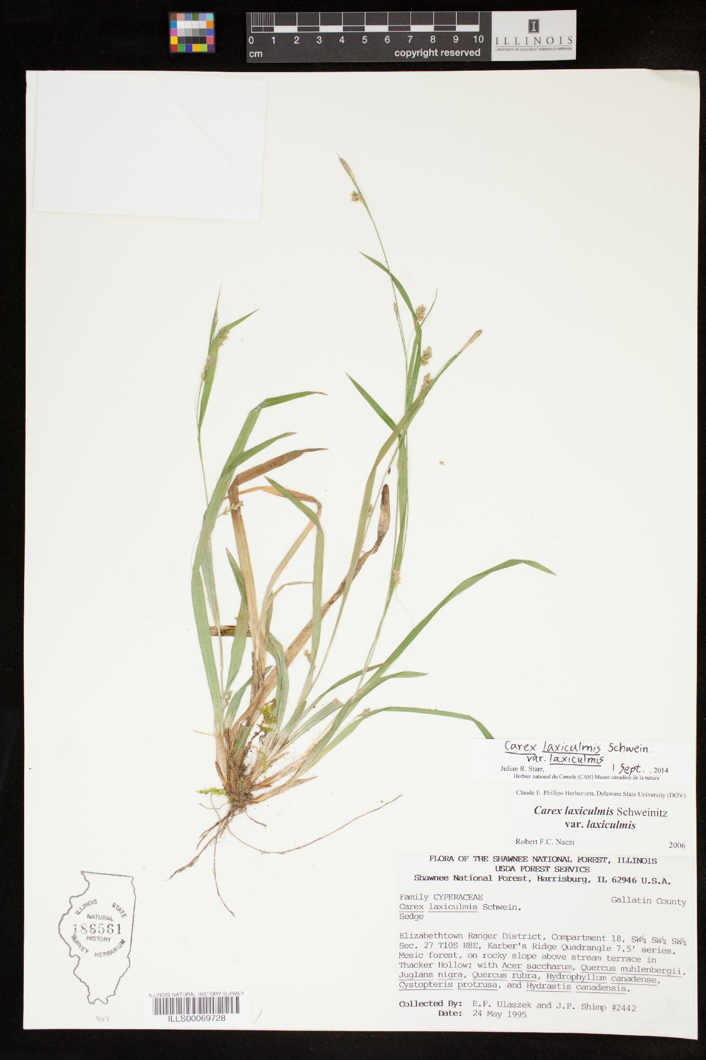 Carex laxiculmis var. laxiculmis image