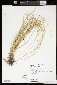 Carex leavenworthii image