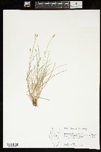 Carex leavenworthii image